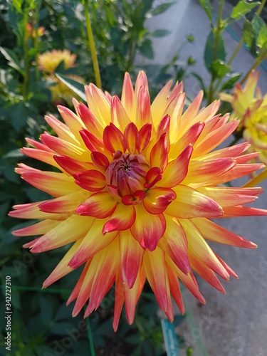 Foto yellow and red dahlia in garden