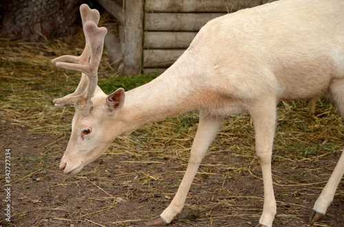 white doe in the park close-up