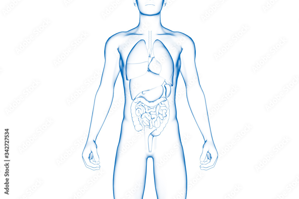 Human Body, Internal Organ, Medical 3D Model Stock Illustration | Adobe ...