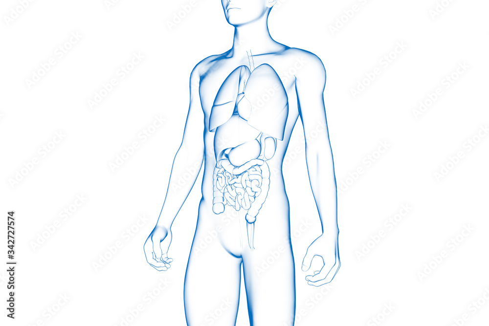 Human Body, Internal Organ, Medical 3D Model Human Body, Internal Organ, Medical 3D Model