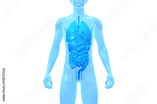 Human Body, Internal Organ, Medical 3D Model