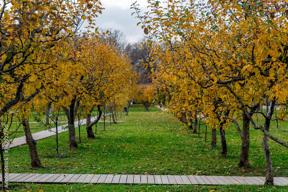 Naklejka premium Apple orchard in autumn. Apple trees with yellow leaves in late autumn.