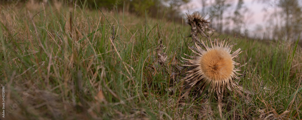 Carlina acaulis, stemless carline thistle, dwarf carline thistle, or silver thistle Carlina acaulis, stemless carline thistle, dwarf carline thistle, or silver thistle