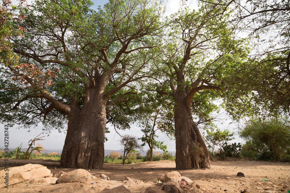 Baobab trees with gree leaves in rural area next to the town of Barazani, Lake Eyasi Baobab trees with gree leaves in rural area next to the town of Barazani, Lake Eyasi