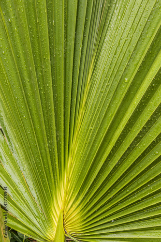 Palmblatt als grafische Struktur   Hintergrund