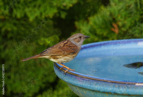 Hedge brownelle in the garden photo