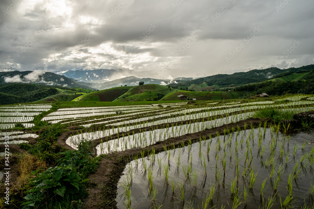 Rice fields of hill tribes in northern Thailand during the rainy season