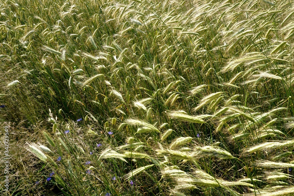 Background of cereal field, close up of cereal field. Tritikale cereal field in summer. Wheat and Rye field in Latvia Background of cereal field, close up of cereal field. Tritikale cereal field in summer. Wheat and Rye field in Latvia