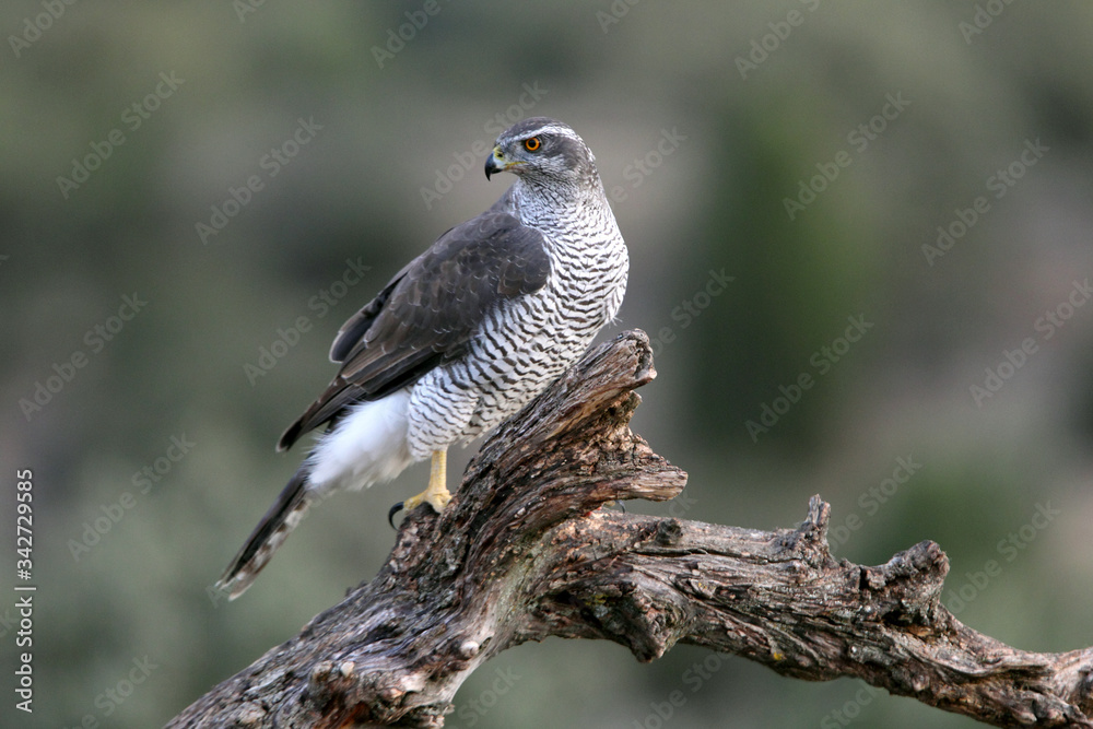 Three-year-old Northern Goshawk male on a branch early in the day in a cleared area of a pine forest, Accipiter gentilis, falcon, birds Three-year-old Northern Goshawk male on a branch early in the day in a cleared area of a pine forest, Accipiter gentilis, falcon, birds