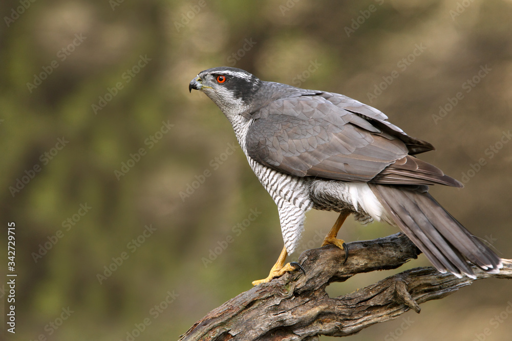 Fototapeta premium Adult male of Northern goshawk photographed with the last lights of the afternoon, Accipiter gentilis
