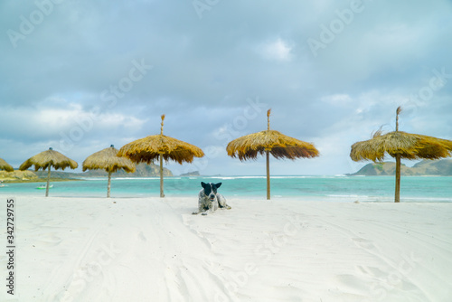 Summer holiday beach with dog and umbrella beach