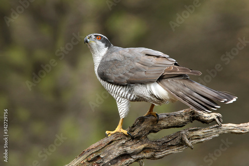 Northern goshawk with the last lights of the afternoon, Accipiter gentilis