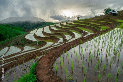 Rice fields of hill tribes in northern Thailand during the rainy season