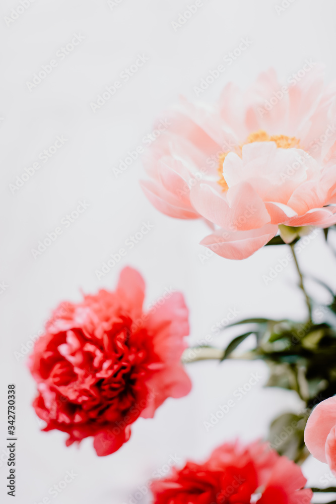 Bouquet de pivoines