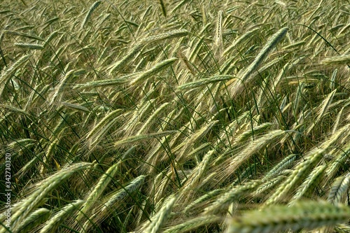 Background of cereal field  close up of cereal field. Tritikale cereal field in summer. Wheat and Rye field in Latvia