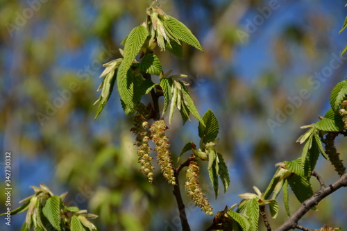 Green leaves with catkins on a tree against a blue sky