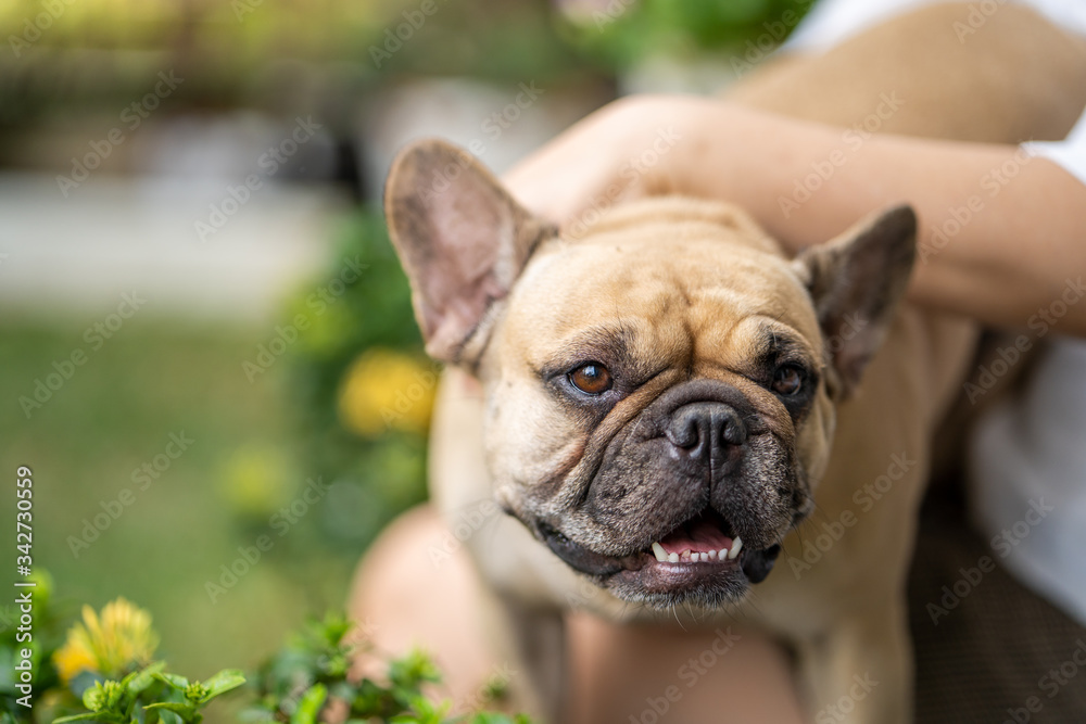 French bulldog sitting on woman's lap outdoor.