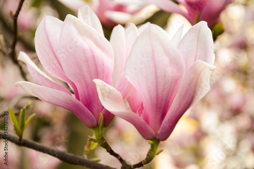 Two white-pink tender magnolia flowers close-up on a tree on a blurred background