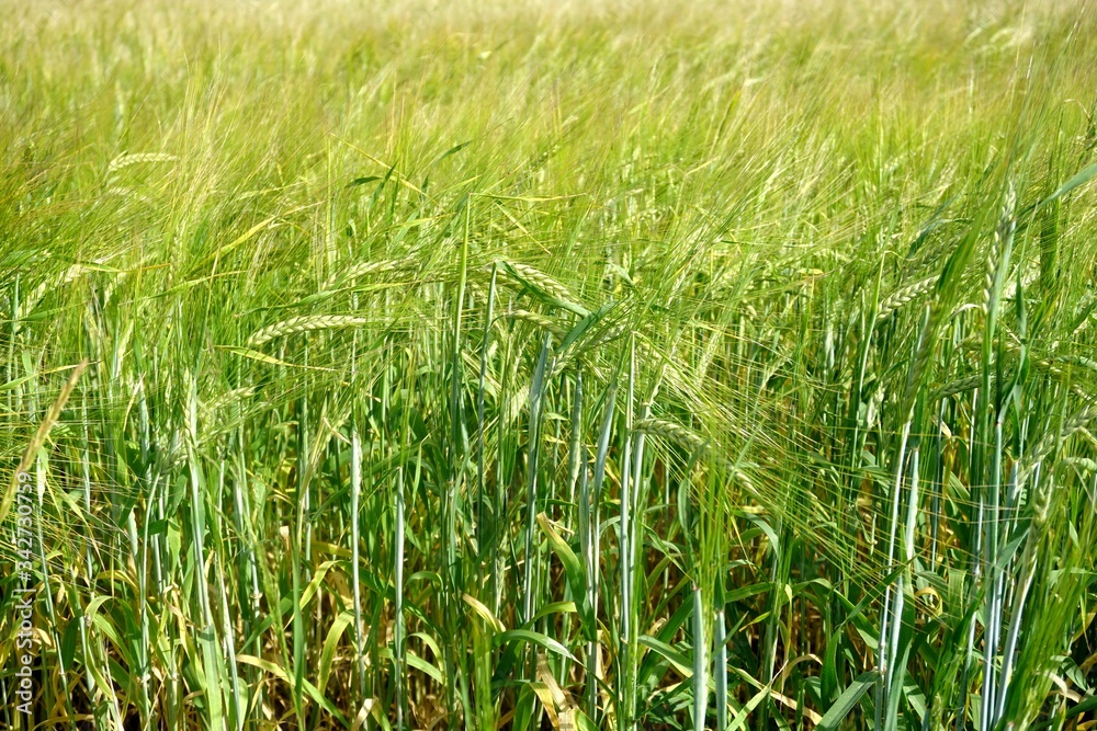 Background of cereal field, close up of cereal field. Tritikale cereal field in summer. Wheat and Rye field in Latvia Background of cereal field, close up of cereal field. Tritikale cereal field in summer. Wheat and Rye field in Latvia