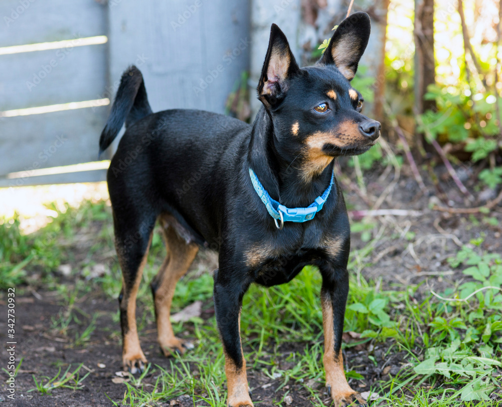 A black dog with a blue collar of a toy terrier breed walks
A black dog with a blue collar of a toy terrier breed walks