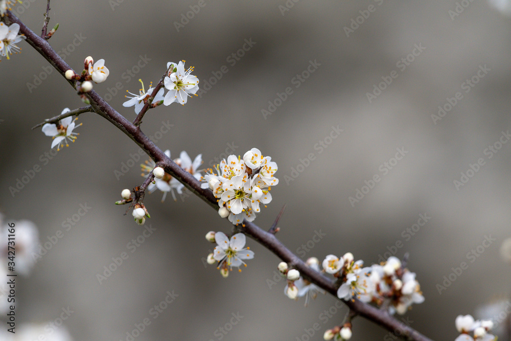 Weißdornbusch in voller Blüte