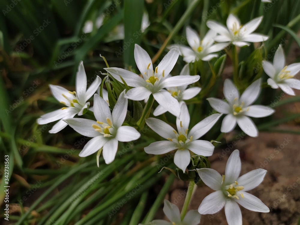 Flower Ornithogalum, Star of Bethlehem, Milchsterne
