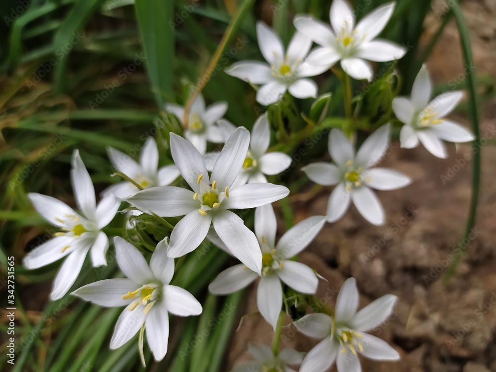 Flower Ornithogalum, Star of Bethleh Flower Ornithogalum, Star of Bethleh