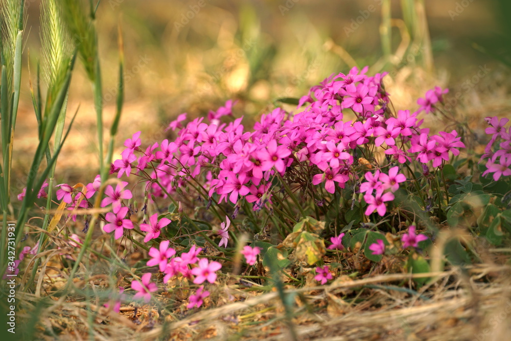 Obraz premium Forest flora. A bush with many tiny pink flowers in the forest