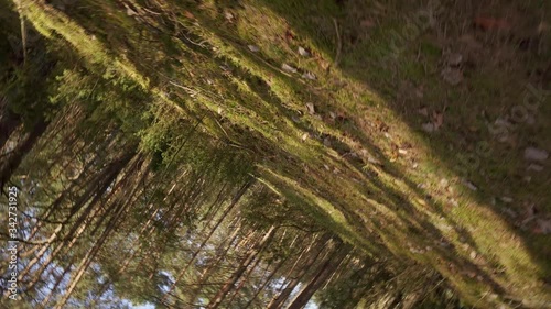 walk on the path in the beautiful spring forest