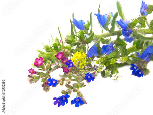 Colorful bouquet of wild flowers isolated on white
