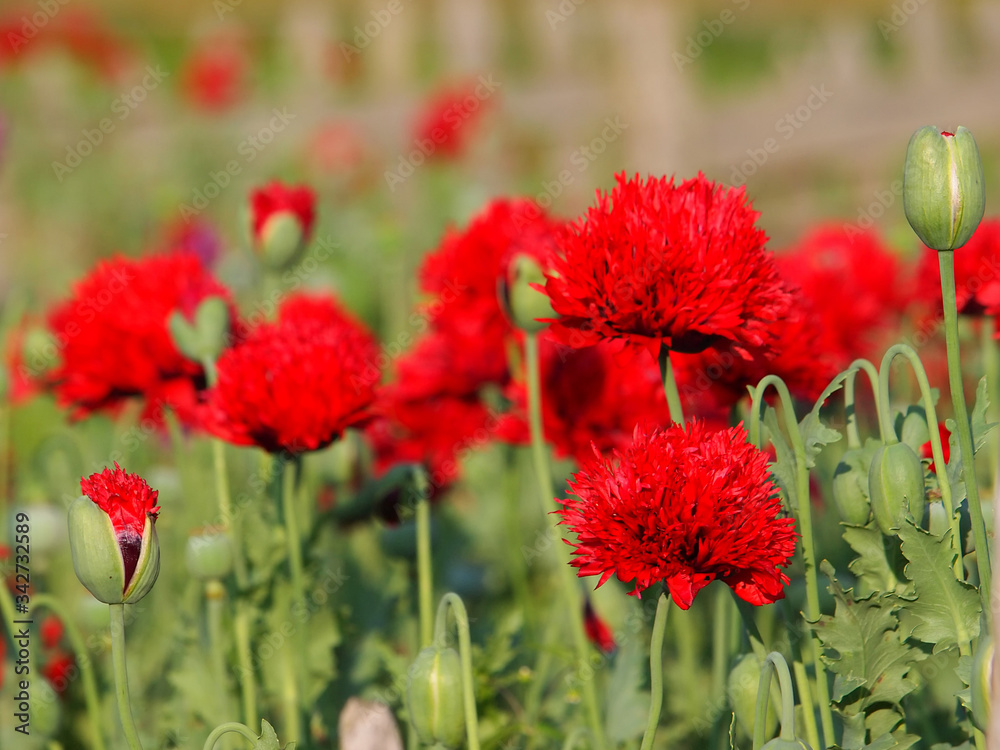 Red flowers of poppy tears or lachryma papaveris, Papaver somniferum. Opium flowers Red flowers of poppy tears or lachryma papaveris, Papaver somniferum. Opium flowers