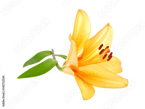 Orange yellow lily flower isolated on white