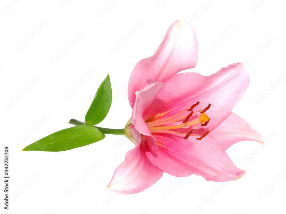 Obraz premium Pink lily flower isolated on white