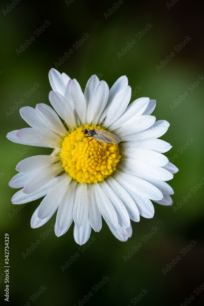 Obraz premium daisy flower closeup