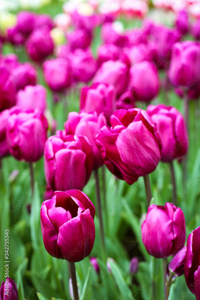 Beautiful flowers in the garden