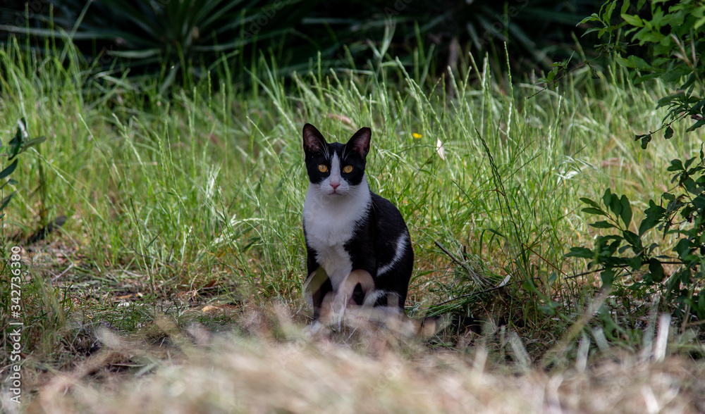 Black anBlack and white cat in the bushes. Black anBlack and white cat in the bushes.
