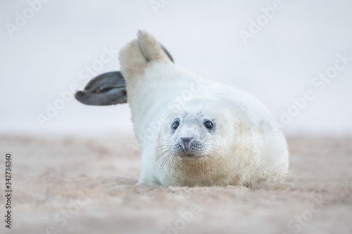 Grey seal pup lying with tail in the air on a beach in Norfolk UK.