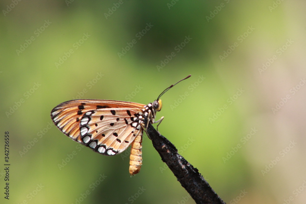 Orange coloured butterfly sitting in a dead tree branch Orange coloured butterfly sitting in a dead tree branch