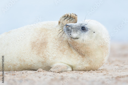 Grey seal pup waving. Taken on a beach in Norfolk UK.