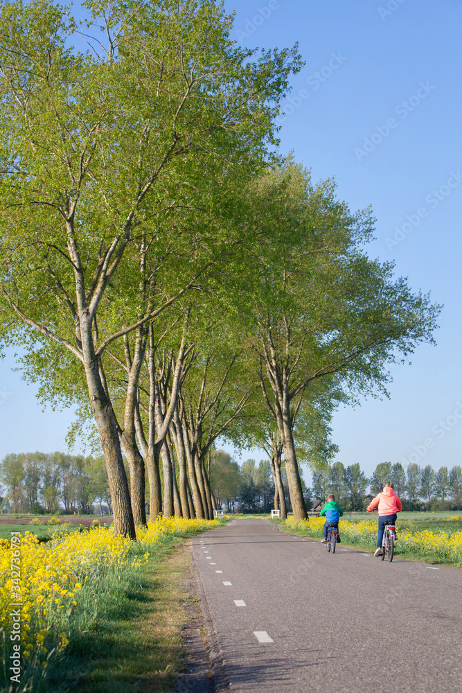 Fototapeta premium yellow flowers and colorful children on bicycle on country road in spring near leerdam in holland