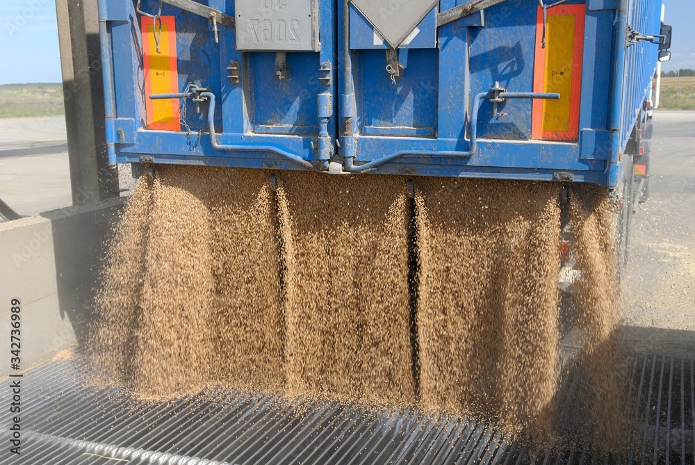 Moisson blé, déchargement à la coopérative Photos | Adobe Stock