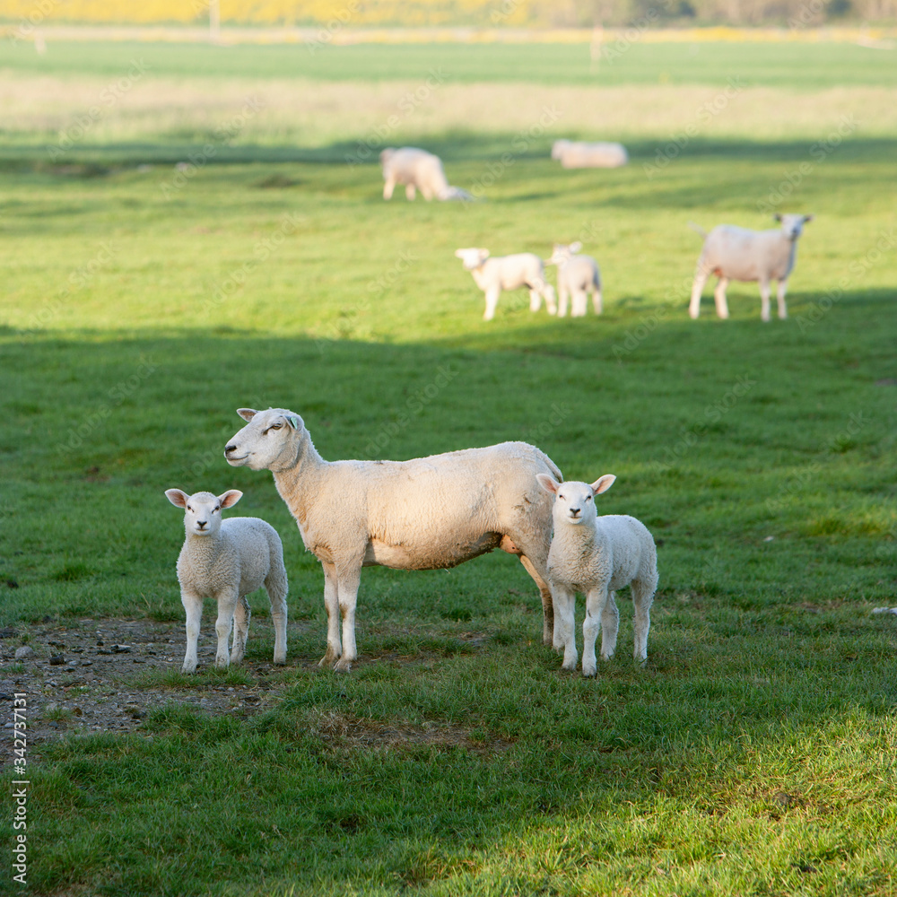 ewe and two lambs in green grassy meadow ewe and two lambs in green grassy meadow