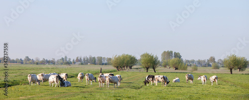cows in meadow with willows in landscape between Leerdam and Meerkerk in the netherlands vijfheerenlanden © ahavelaar