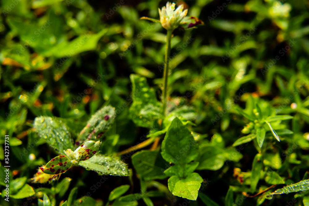 colorful dotted leaves with dew drops under the sunlight in the morning. wild concept