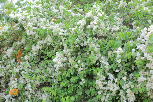 Rose and nature in the spring