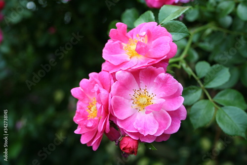 Close up pink hydrangea flowers