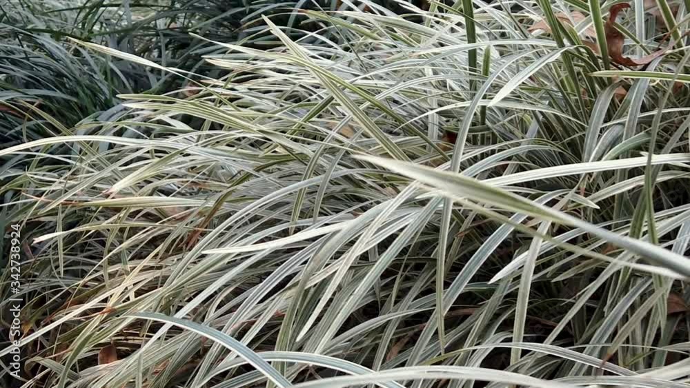 scene of movement in green grass ground and dry leaf scene of movement in green grass ground and dry leaf