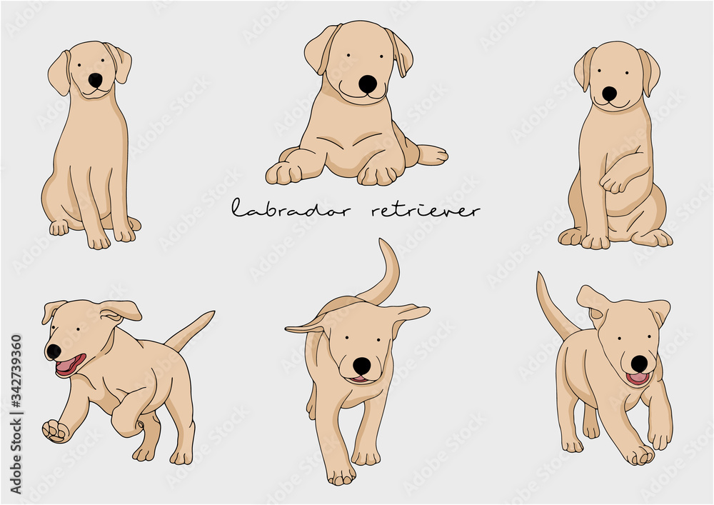 Vector Illustration of Dog, Labrador Retriever Vector Illustration of Dog, Labrador Retriever