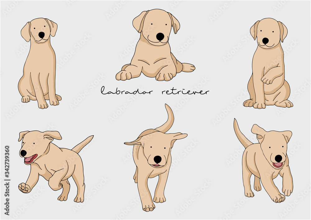 Vector Illustration of Dog, Labrador Retriever 