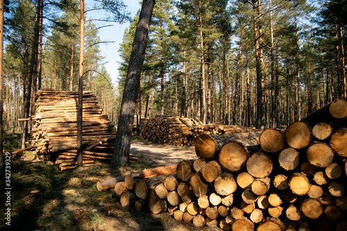 Deforestation - wood logs in daylight